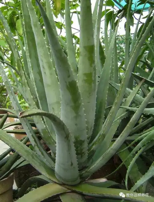 芦荟特别的耐旱,它的茎叶含有大量的水分,在水分很少的环境依然可以