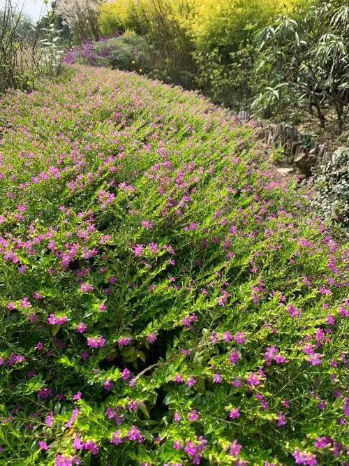 细叶萼距花.鸽子笼花境