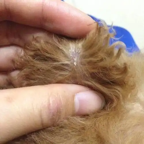 狗狗身上有跳蚤怎么办?狗狗身上有跳蚤是什么症状?