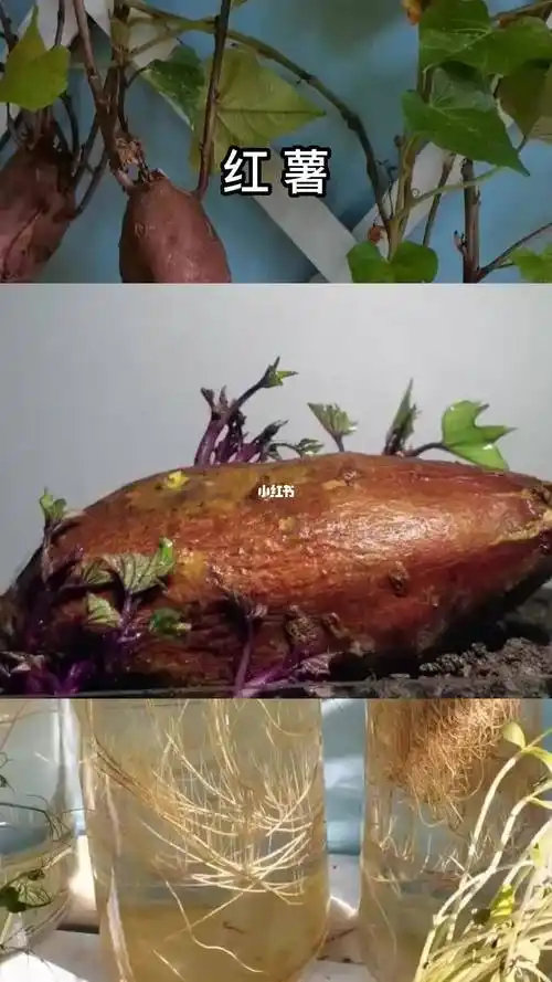 红薯发芽生长过程观察