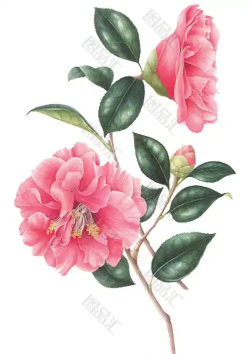 彩铅茶花设计素材