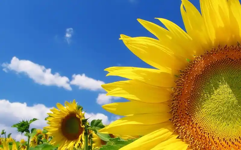阳光下的向日葵图片,高清壁纸图片,鲜花背景-回车桌面