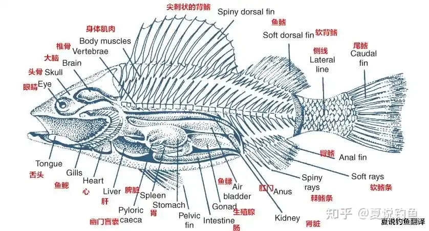 鱼百科鱼的基础知识了解主要生理特征