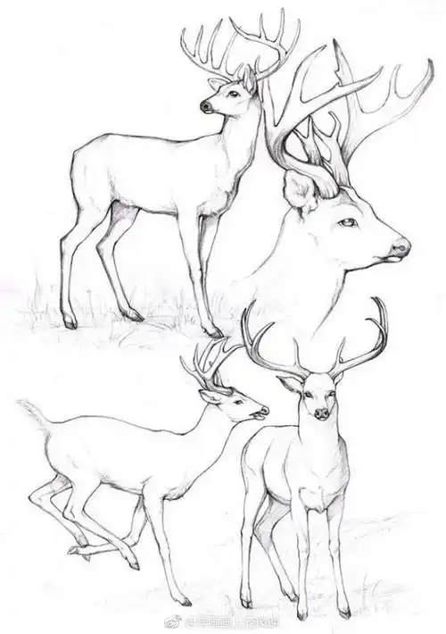 641x924 - 124kb - jpeg梅花鹿怎么画,简单的梅