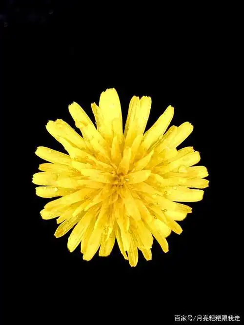 纯色背景的蒲公英花