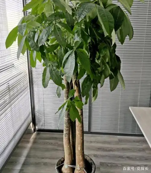 很多人都知道这是一种能够招财镇宅的吉祥树!