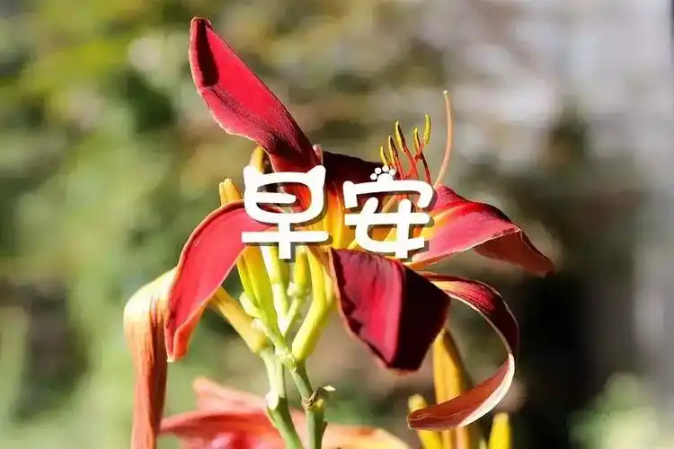 早安图片鲜花带字唯美 早上发朋友圈的心情说说句子