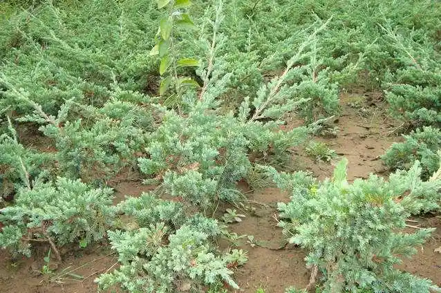地柏的功效与作用及食用方法