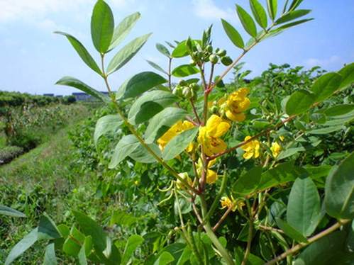 蛇怕草家用驱蛇植物草庭院花园室外盆栽灭蛇防蛇花卉蛇灭门种苗