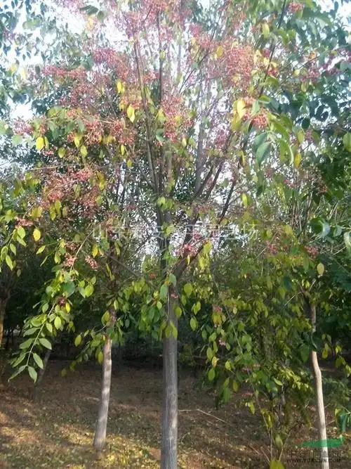 出售绿化乔木丝棉木丝棉木树苗规格