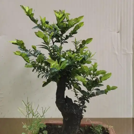 我今天给您推荐的就是一种安神的植物小叶紫檀