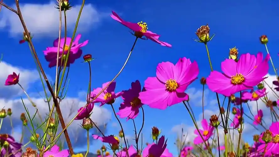 大自然花草美景