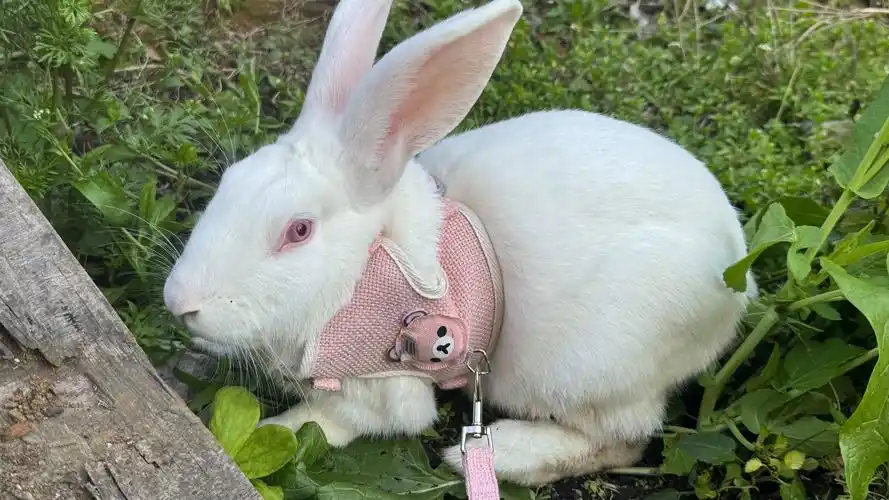 可爱的兔子实物小白兔还是长耳朵白兔叫什么兔兔子趴地上吃萝卜的样子