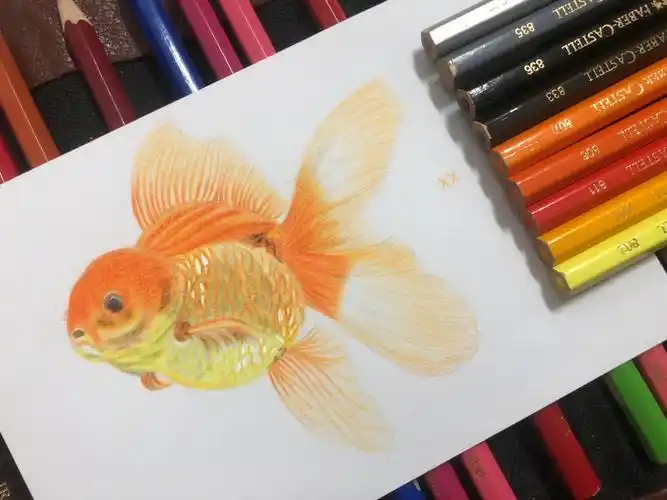 彩铅临摹小金鱼