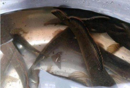 这是什么鱼,老公钓鱼每次都能钓到,肉质很鲜美,是物种入侵吗