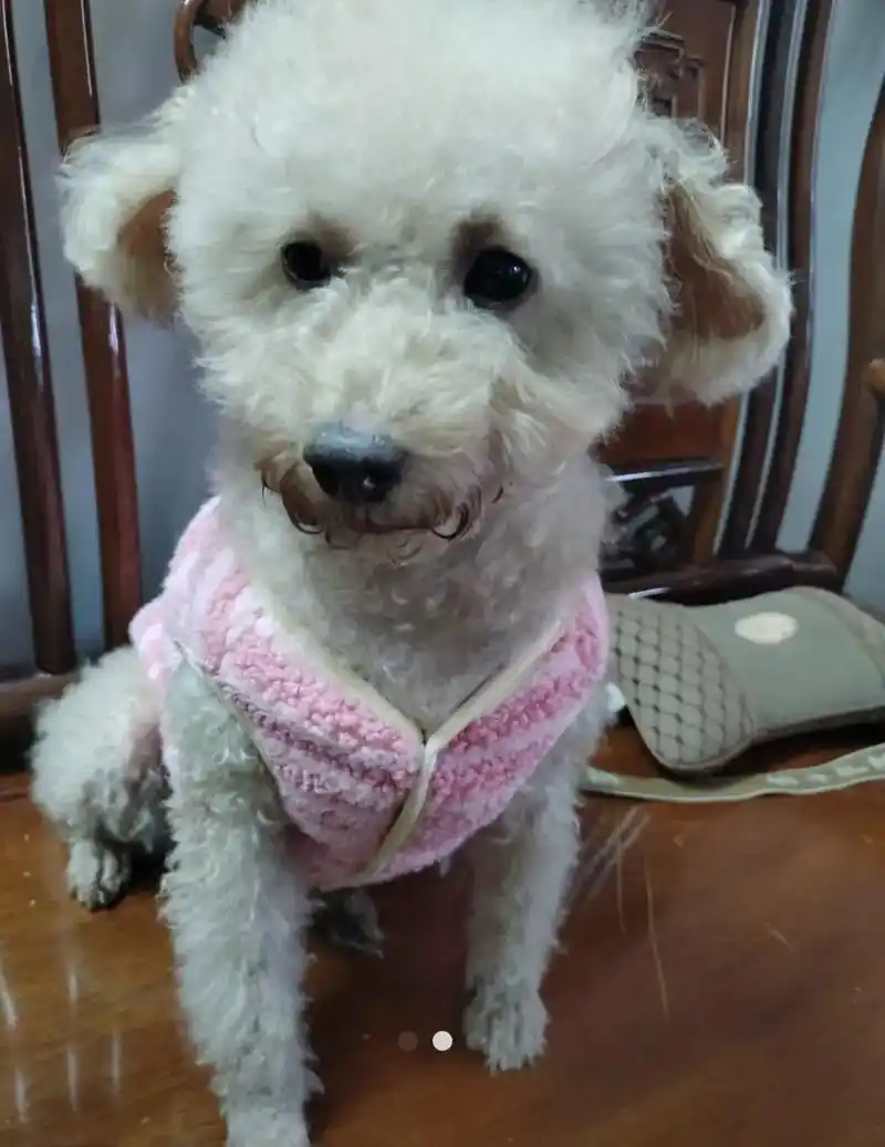 蓬江胜利路寻白色贵宾妞妞