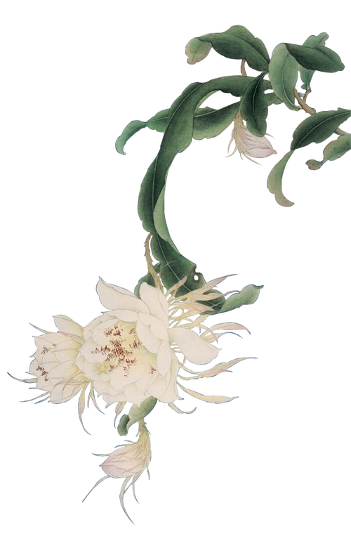 古风素材-工笔画免抠图素材