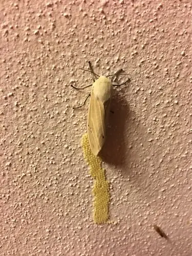 看到一只蛾子正在产卵.