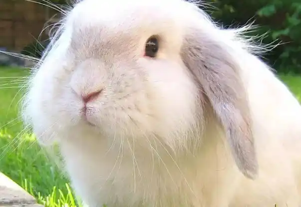 巨型安哥拉兔好养吗?最基本的喂养方法,新手还不学习_