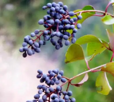 哪些中药可以提高自身的免疫力医生推荐的有这5款中药