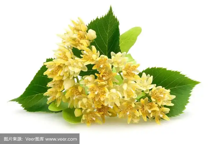 新鲜的椴树花和叶孤立