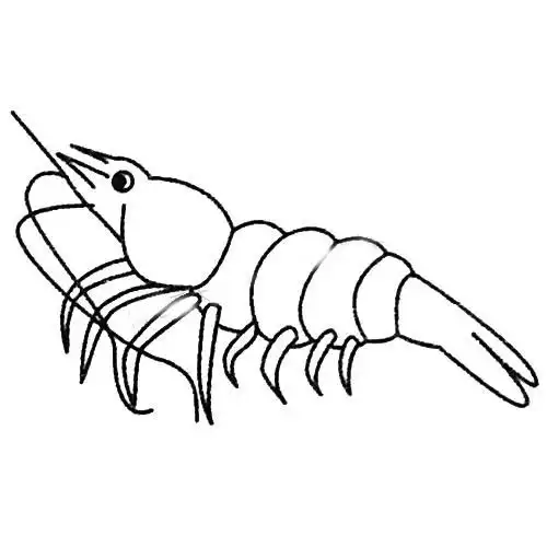 虾儿童简笔画 虾