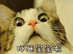 猫咪gif呆望gif搞笑gif吓死宝宝啦gif