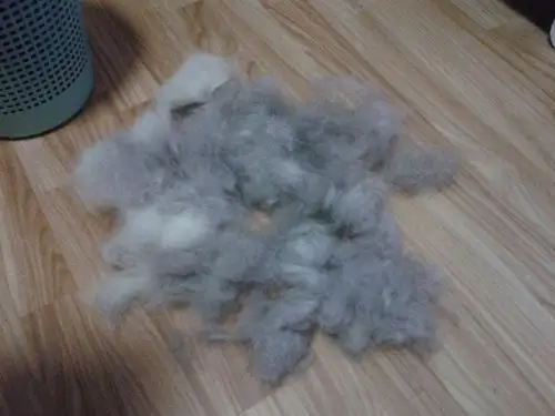 猫咪缺乏维生素的不良影响 猫咪掉毛严重的原因分析