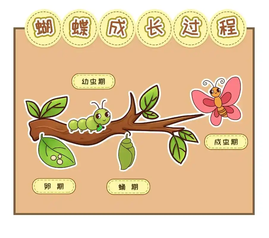 蝴蝶的成长过程单个图片可打印,蝴蝶的四个生长过程:卵——幼虫 - 抖