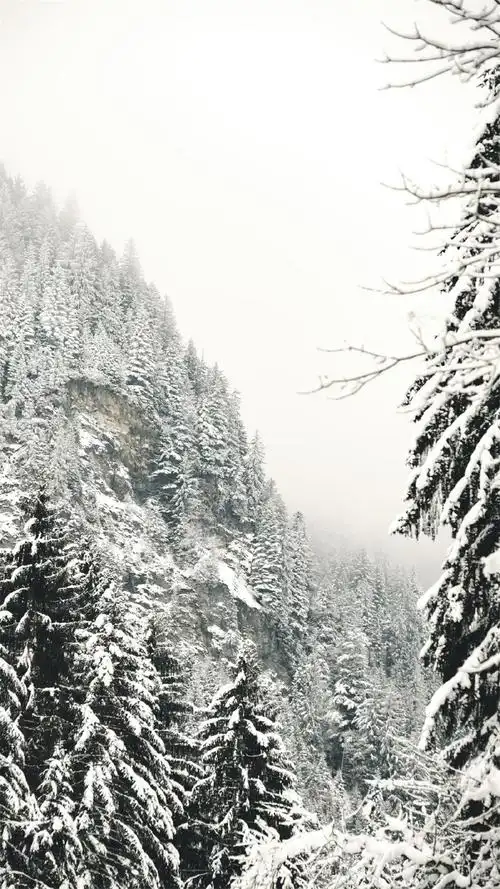 寒冷冬日雪景图片手机壁纸