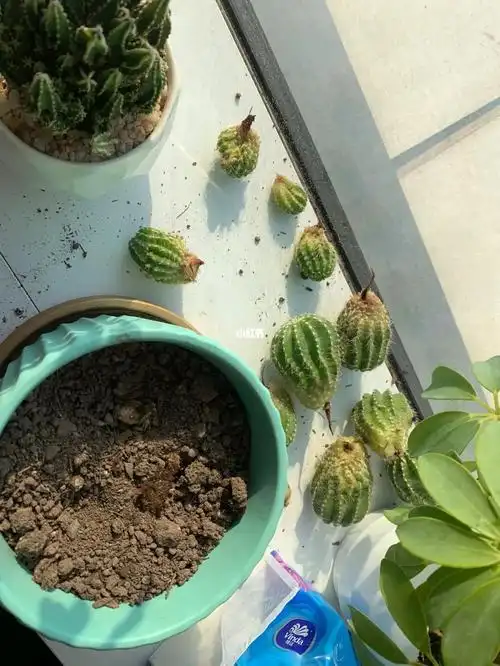 种植仙人球的分享