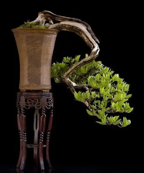 盆景欣赏:鹤骨松筋的临水式盆景苍劲,柔美