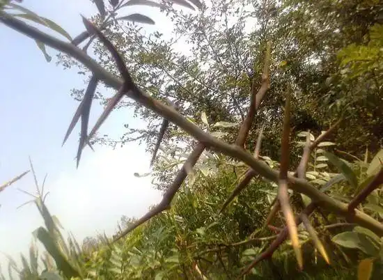 30年前很多农民都在院子里种这种刺树如今一斤能卖50元