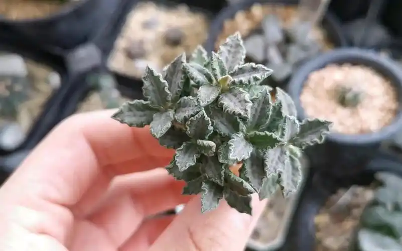 大戟科 图拉大戟