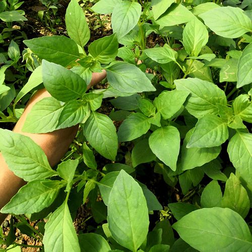 荆芥菜(荆芥菜是什么菜)