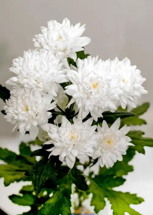 f.花,一束白菊花