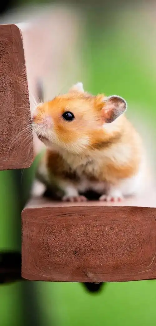 治愈系暖萌动物高清壁纸,温暖治愈系卡通图片(壁纸丨高清全屏萌萌的