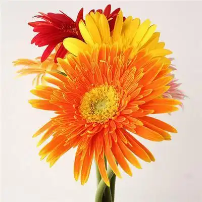 属虎女人招财好运头像