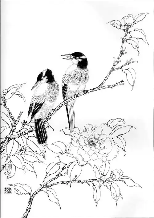 素材一组工笔画禽鸟白描稿30图以及画鸟的关键点值得收藏