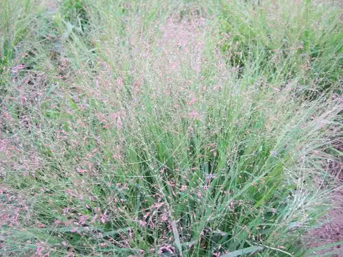 上海华紫观赏草园艺场