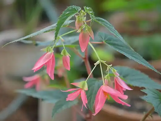 玻利维亚秋海棠