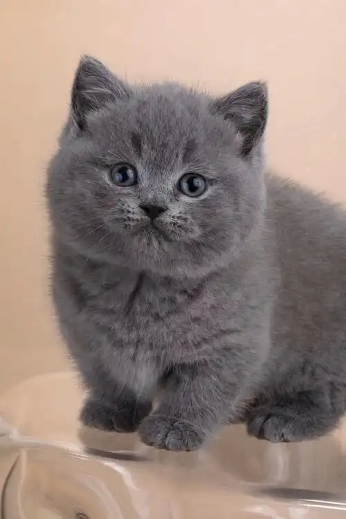 英短矮脚蓝猫蓝胖胖是真的胖