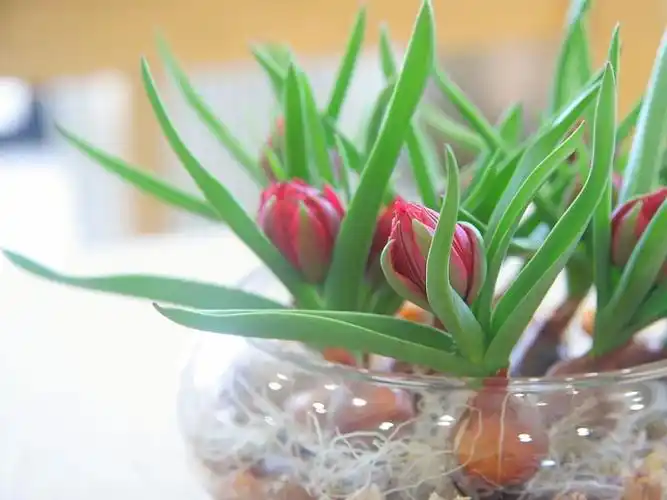 用水培来繁殖郁金香,选原始的品种,花后种地里,过两年还能开花