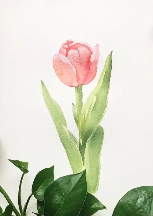 [原创]木木手绘水彩写生教程—为心爱的人画一朵粉色郁金香(高清步骤)