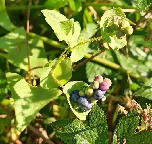 蛇最怕的六种植物
