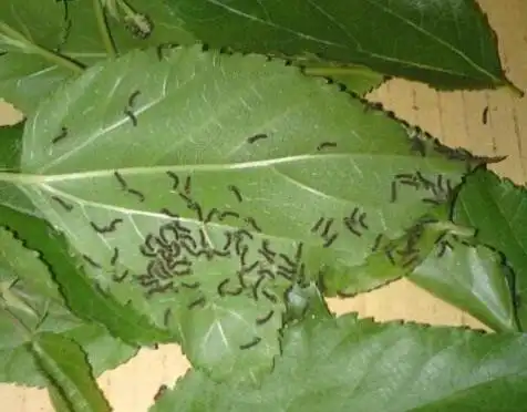 幼虫,也称蚕宝宝,产卵刚孵化出来就叫蚁蚕,密密麻麻是不是特像蚂蚁