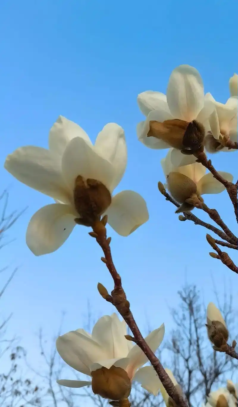 万物复舒,春意盎然,花草树木,连空气中都满满的春的味道!约三 - 抖音