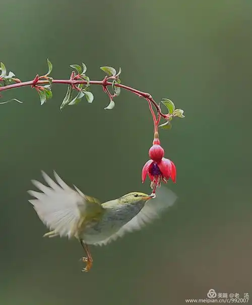 植物园的鸟与花