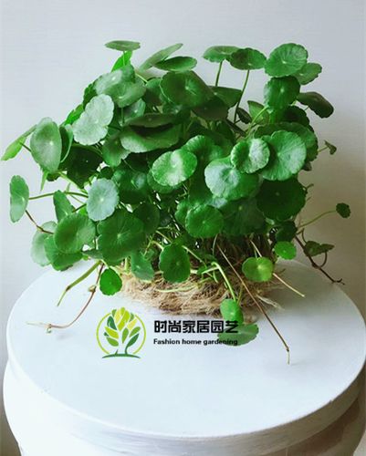 水培铜钱草净化空防辐射办公室绿植花卉金钱莲想赚钱先养钱钱