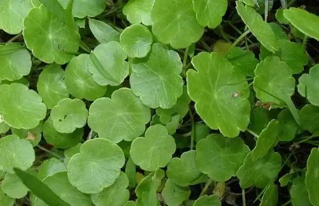 【图】金钱草治疗胆结石吗?